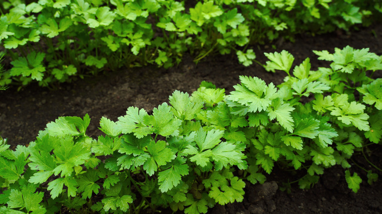 Parsley growing in a shaded garden