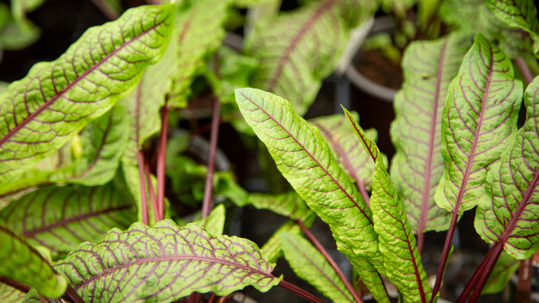 Sorrel leaves in the garden