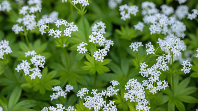 Sweet woodruff in a shaded garden