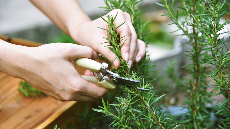 Woman's hands harvesting thyme