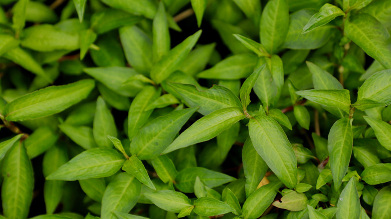 Close-up photo of Persicaria odorata, also known as Vietnamese coriander