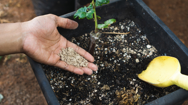 a person adding aglime to a plant pot