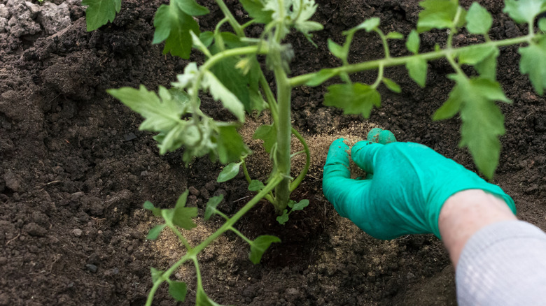 A person adding bone meal around growing tomato plant