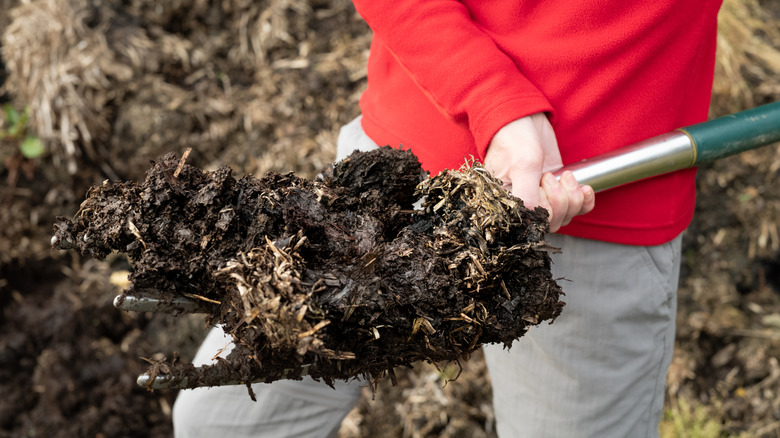 A woman preparing composted cow dung for her garden.