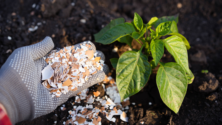 a person using eggshell fertilizer for pepper in the garden