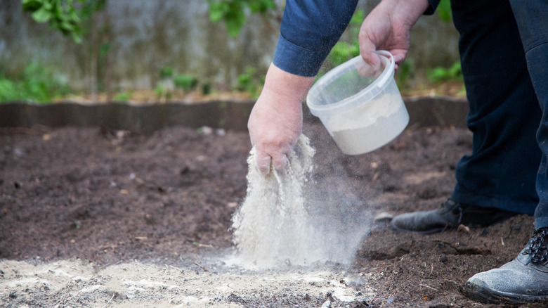 A man deacidifies the soil with dolomitic lime