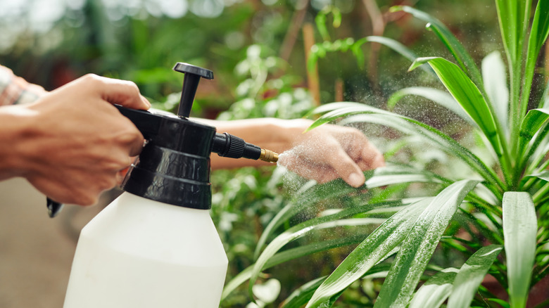 a person spraying plant leaves