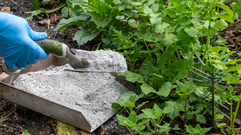A gardener spreading wood ash on topsoil