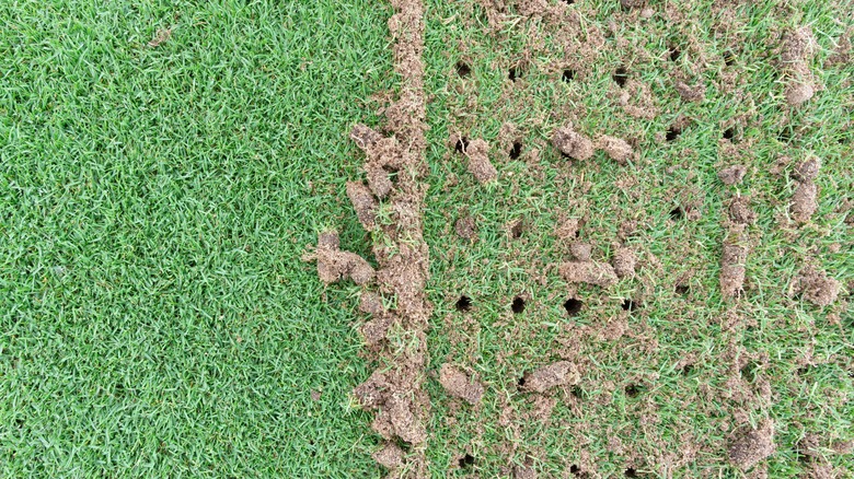 A picture showing a section of lawn that has been aerated