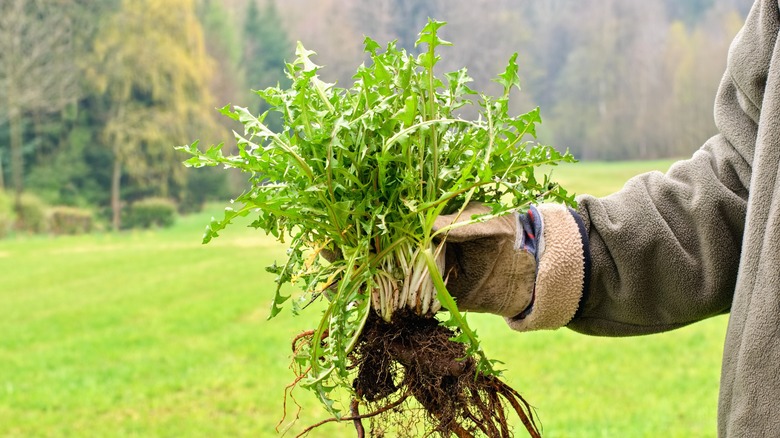 A hand holding a large lawn weed with grass in the background