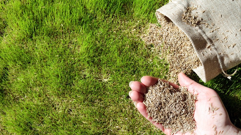 A bag of grass seeds on a lawn