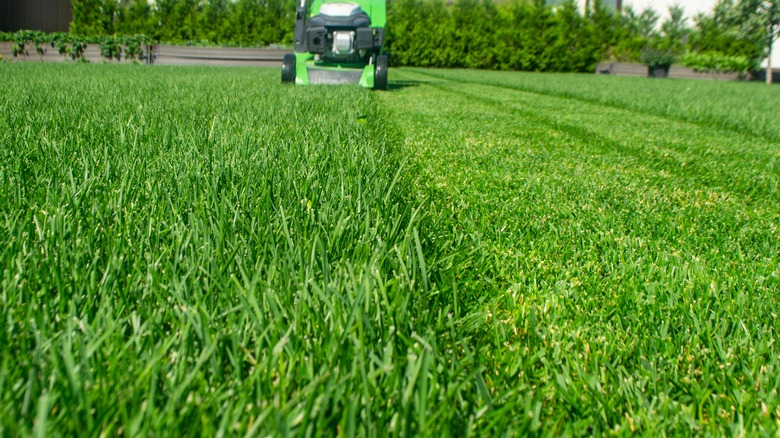 A lawnmower mowing a lush lawn