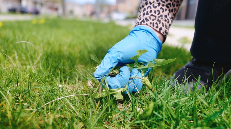 A hand with blue gloves removing lawn weeds