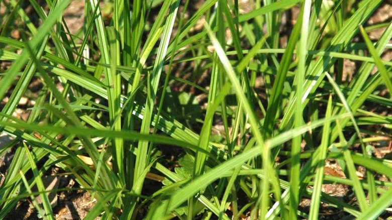 A close-up of nutsedge weed
