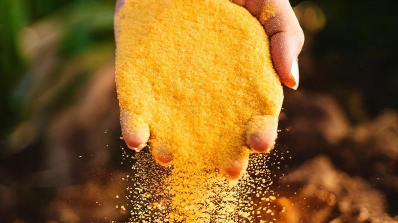 Corn gluten meal falling from a hand