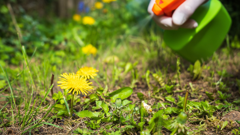 Hand holding a green spray bottle spraying a DIY alcohol-based weed killer solution on lawn weeds