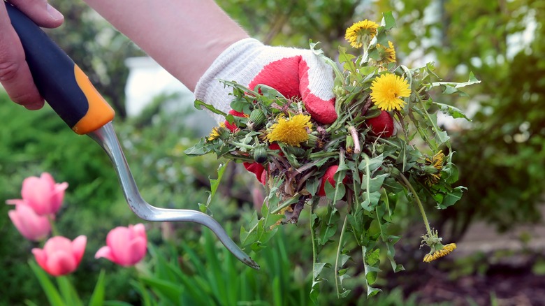 A gloved hand holding weeds with another holding a weeding tool