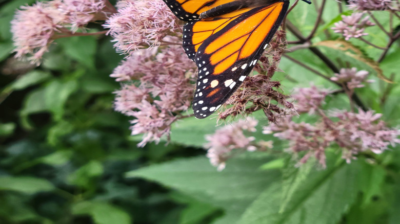 A monarch butterfly feeds on Joe-Pye weed