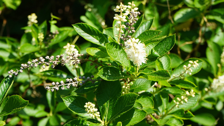 A closeup of a summersweet in flower