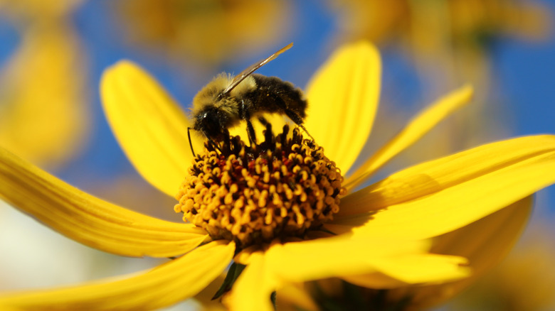 A bee feeds on a swamp sunflower
