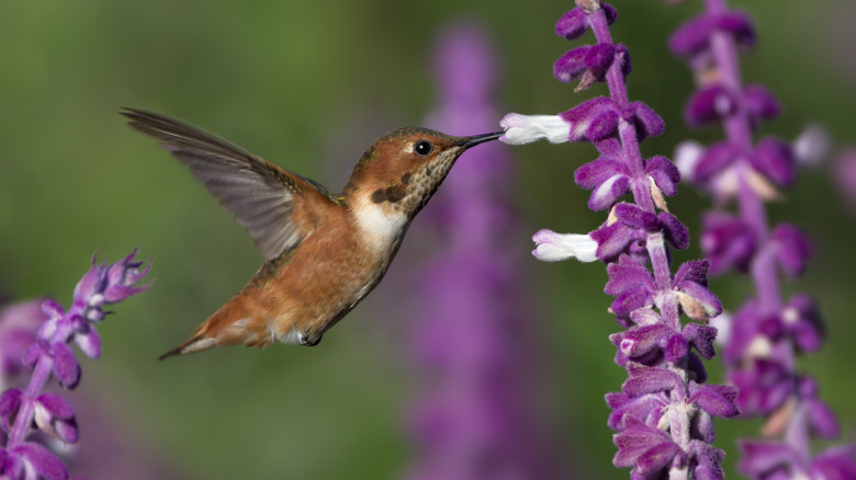 A hummingbird flaps its wings while sipping from a Mexican bush sage flower
