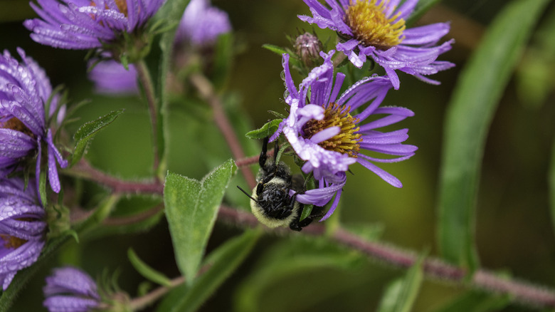 A bee gathers pollen from a New England aster