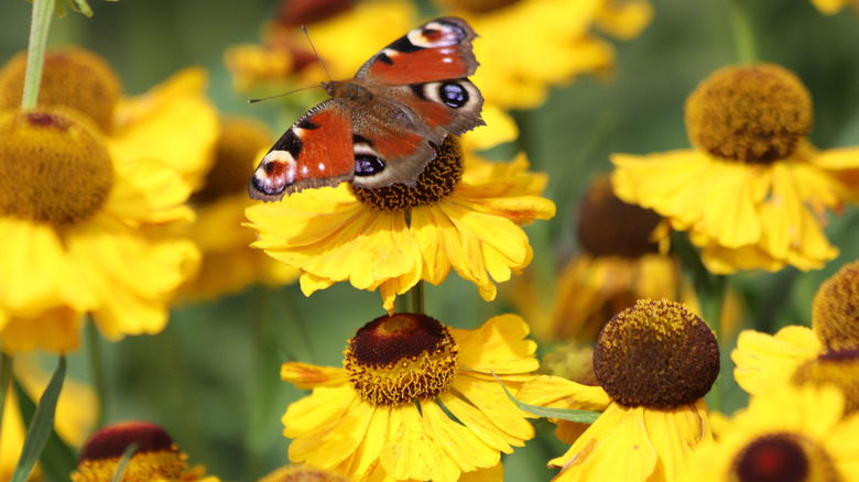 A butterfly rests on a sneezeweed flower