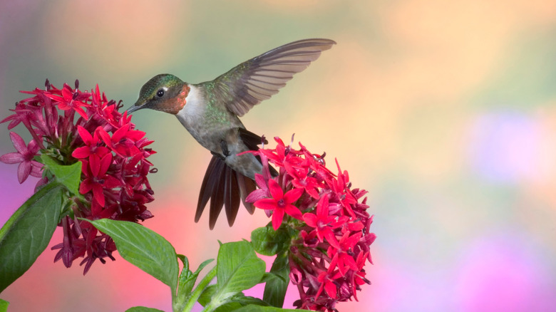 A hummingbird sips nectar from a red pentas flower