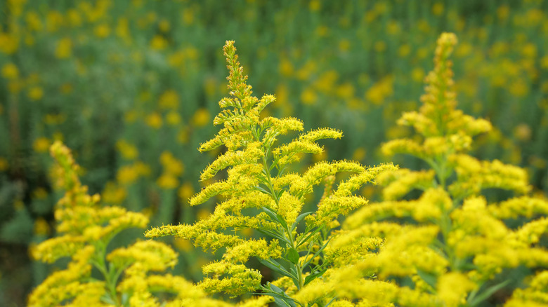 Goldenrod grows tall in a meadow