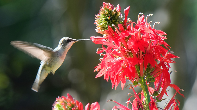 A hummingbird feeds from a cardinal flower