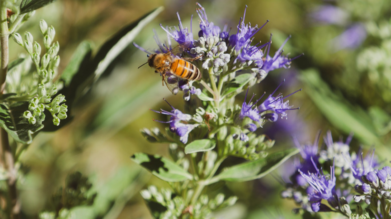 A bee climbs on a bluebeard flower