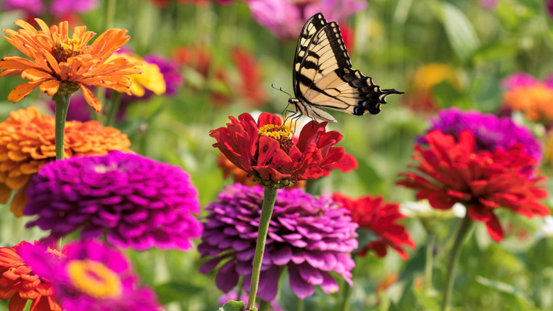 A butterfly drinks from a red zinnia among orange, magenta, and purple zinnias