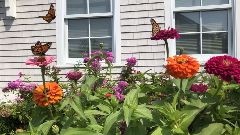 Butterflies land on pink and orange flowers planted in front of a home