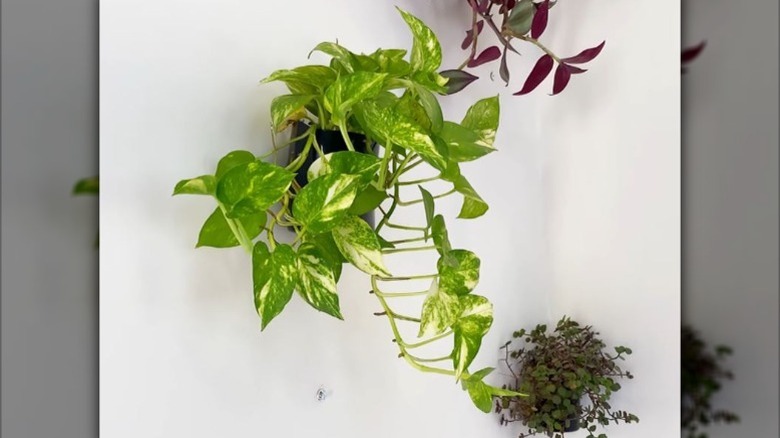marbled pothos growing from wall-mounted plastic pot