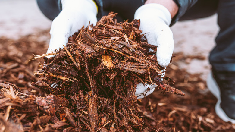 Person wearing gardening gloves holding wood chip mulch