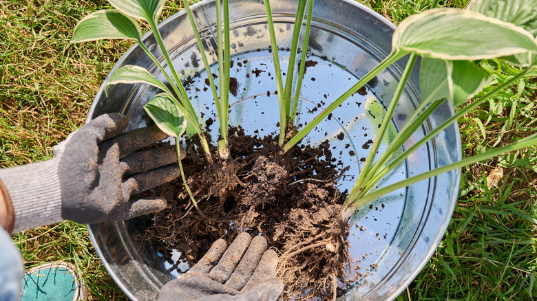 Person diving hostas