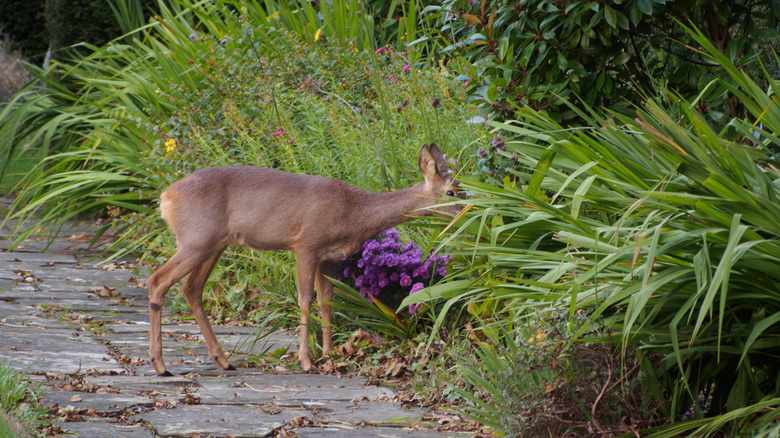 Roe deer eating plants in a garden