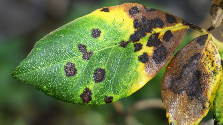 Diseased rose leaves