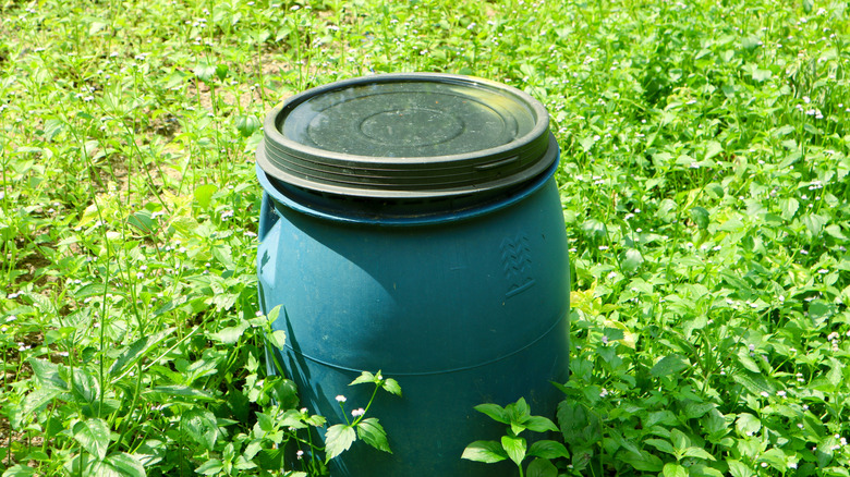 Blue barrel in the middle of a weedy patch
