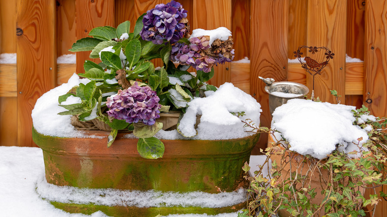 Potted plants outdoors in snow
