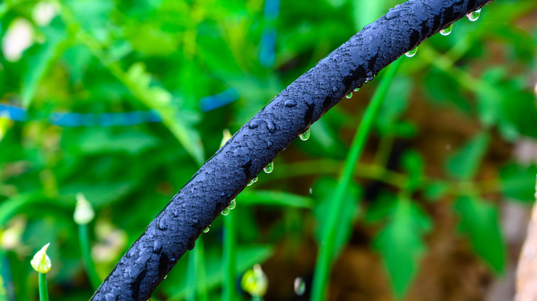 Soaker hose dripping water in a garden