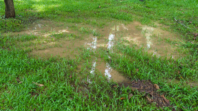 Puddle in a garden