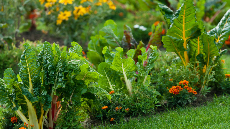 attractive vegetable garden bed