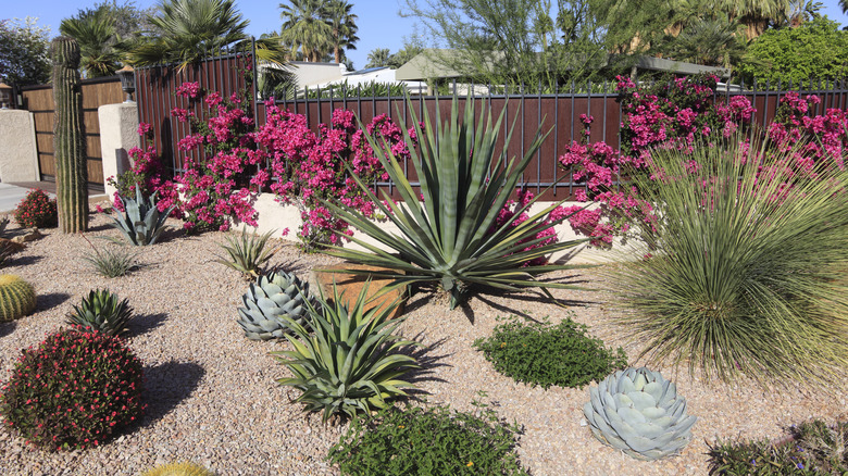 xeriscaping with succulents and drought-resistant native plants