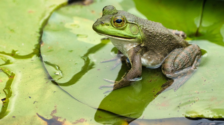 Frog on a lily pad in a pond