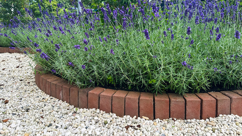 lavender in a brick-based bed with a gravel surround