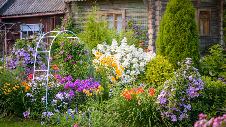 A cottage garden in full flower