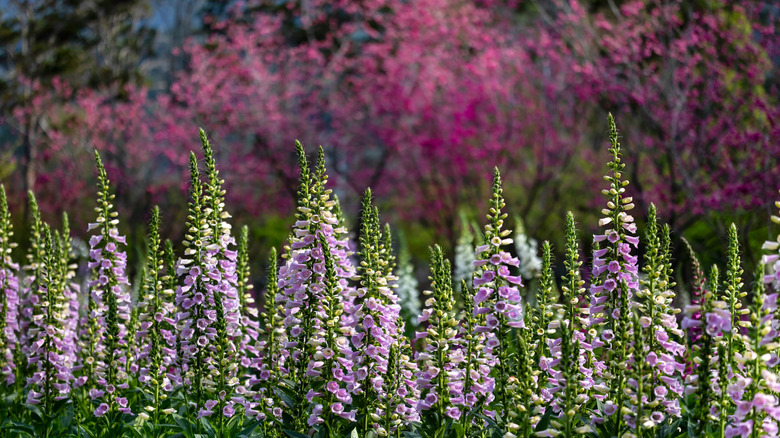Foxgloves thriving in a woodland garden