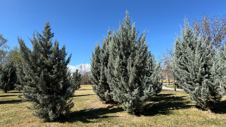 Arizona cypress (Hesperocyparis arizonica) trees in a park