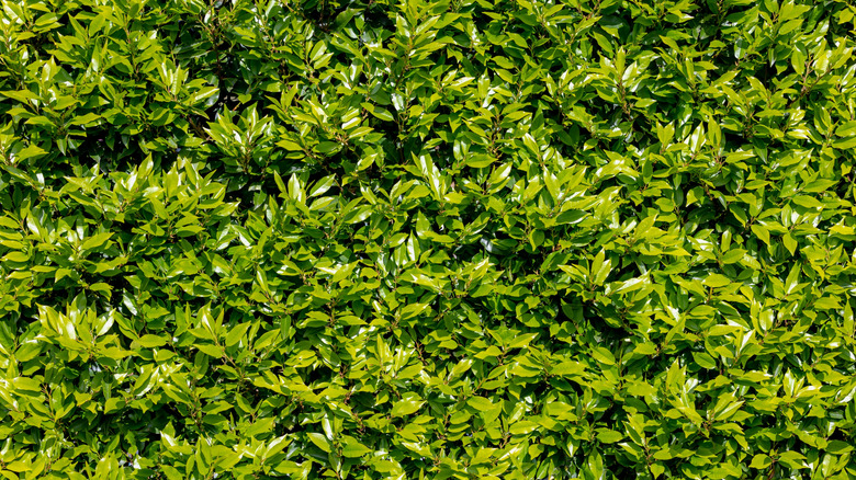 Carolina laurelcherry (Prunus caroliana)